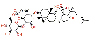 24-Dehydroechinoside B